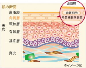 肌の構造2