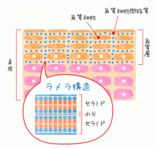 肌の構造